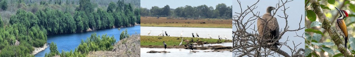 Birding Tour along the Ken Riverside and Beni Sagar Reservoir